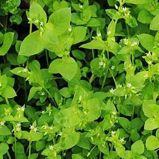 How to use the herb Chickweed
