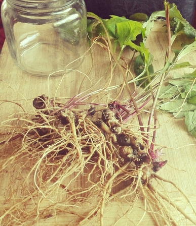 Echinacea Roots