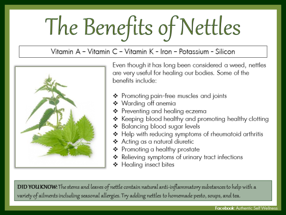 The Surprising Skin Benefits of Nettle Leaf Powder